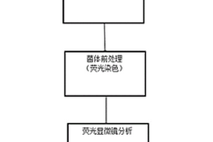 煤地質微生物形態和數量的檢測方法