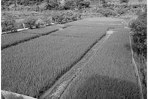 稻田混養泰國虎紋蛙的生態養殖方法