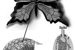 仿生近紅外響應增強的光電探測器及制備方法