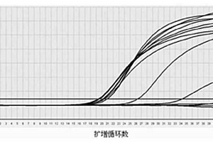 乙型肝炎病毒熒光定量PCR檢測試劑盒及其應用