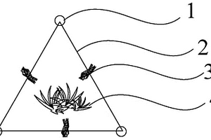 植物網結構生態護灘方法