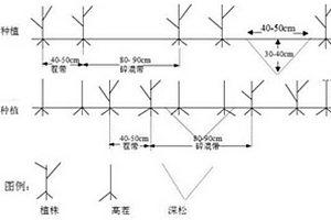 東北地區的玉米耕作栽培方法