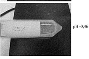 稱為BioSigma生物浸礦種子(BBS)的活的生物采礦微生物與藻酸鹽和鐵離子的膠囊及其在生物浸礦過程中接種這些微生物的應用