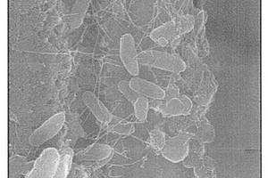 改性重鈣粉體及其利用改性重鈣粉體制備的超疏水涂料、制備方法、使用方法及其應用