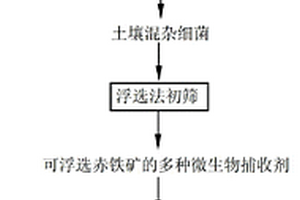 降低磷礦雜質元素的脫泥雙反浮選方法
