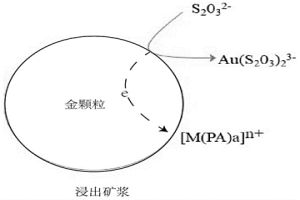 硫代硫酸鹽浸金方法及應用