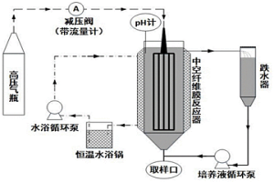 中空纖維膜富集氧化亞鐵硫桿菌形成生物膜的方法及中空纖維膜反應器和應用