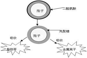 以釀酒酵母孢子作為新型吸附劑的制備方法及應用