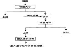 提取細菌胞外聚合層中多糖的方法