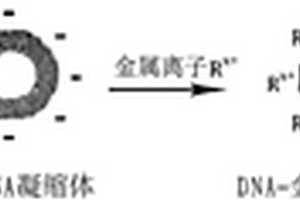 基于天然高分子DNA模板的金屬納米環及制備方法