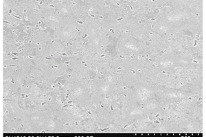 短碳纖維增強Ti<Sub>2</Sub>AlNb復合材料的制備方法