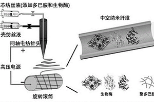 中空納米纖維內部固定化生物酶的制備方法
