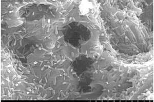 負載TiO2生物復合材料、制備工藝及用途