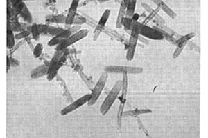 仿生型α-Fe2O3/TiO2納米復合材料的制備方法