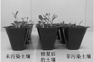 g-C<sub>3</sub>N<sub>4</sub>/Fe<sub>3</sub>O<sub>4</sub>復合材料在修復多環芳烴污染土壤中的用途