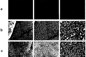 碳/碳復合材料、生物種植體及其生物功能化改性方法