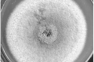 擬盾殼霉屬微生物、生物質炭基復合材料制備方法及應用