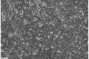 丝素蛋白/羟基磷灰石复合材料及其制备方法和应用