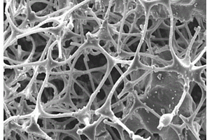 三聚氰胺海綿/TiO<Sub>2</Sub>復合材料及其制備方法