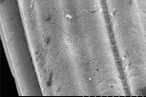 一步微波法制备粘胶基ACF与MoS<sub>2</sub>复合的超级电容器电极材料的方法