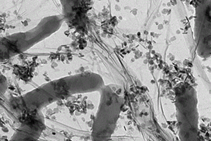 Cu<Sub>2</Sub>O/RGO@SW無機/生物雜合光催化劑的制備方法及其應用