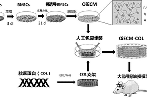 組裝型細胞衍生細胞外基質膜復合骨修復材料及其制備方法和應用