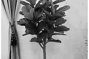降低室內VOCs的仿真植物材料