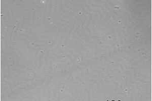 紫外光照消除可降解高分子薄膜表面皺紋的方法