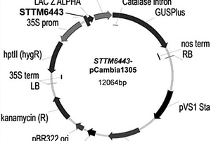 miRNA PtomiR6443在調控木質素S/G值中的應用