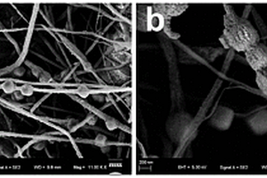 盒狀項鏈多級結構Fe<Sub>7</Sub>S<Sub>8</Sub>/WS<Sub>2</Sub>@C-CNFs鋰離子電池負極材料及其制備方法