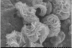 花狀(NH<sub>4</sub>)<sub>2</sub>V<sub>3</sub>O<sub>8</sub>/泡沫銅復合材料及其制備方法和應用