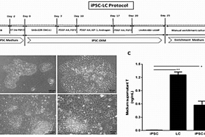 小分子誘導可誘導多能性干細胞分化為睪丸間質細胞的方法