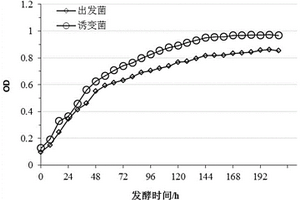 粘著箭菌及其制備方法和在生產維生素B12中的應用