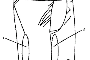 腿部健美內褲