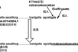 用于制藥廢水處理的交聯β-內酰胺酶聚集體的制備方法
