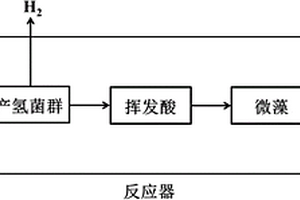 細菌與微藻共培養處理淀粉廢水同步產能的方法