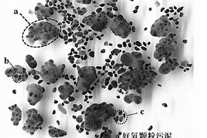 利用好氧顆粒污泥去除和回收有機酸廢水中陽離子重金屬的裝置和方法