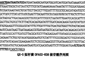 處理有機工業廢水功能菌QX-5的分子檢測