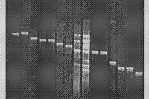 工業廢水處理中的功能菌群特異性分子檢測方法