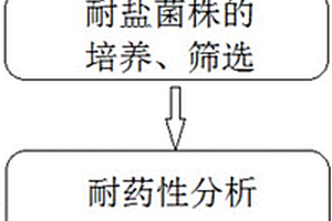 抗生素廢水高效處理菌劑及其制備方法和應用