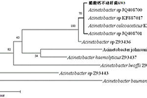 一株耐銅的醋酸鈣不動桿菌KW3及其在銅礦廢水處理中的應用