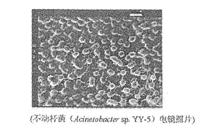 脫氮不動桿菌及其降解廢水中氨氮的方法