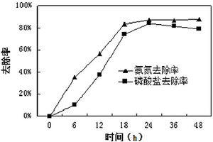 一株高鹽異養硝化-好氧反硝化除磷的小短桿菌及其在廢水處理中的應用