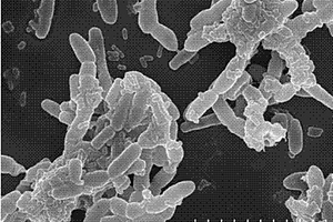 促進降解菌定植于生物膜用于對污染水體的處理方法