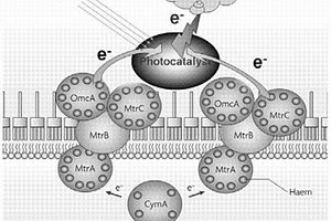 產電微生物輔助的納米材料光還原降解有機污染物的方法