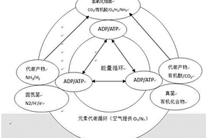 基于氫氧化細菌的聯合微生物固氮制劑及其制備方法