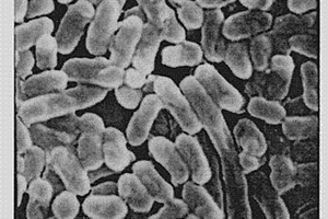 耐熱纖維素酶基因、重組工程菌、耐熱纖維素酶及應用