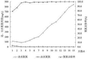 連續式的高濃度耐鹽硝化細菌規?；囵B方法