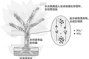 微藻擬植物用于處理反滲透濃水的系統
