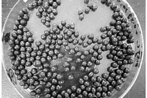 凈化水體的鐵磁性生物炭球及其制備方法與應用